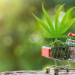 Cannabispflanzen kaufen